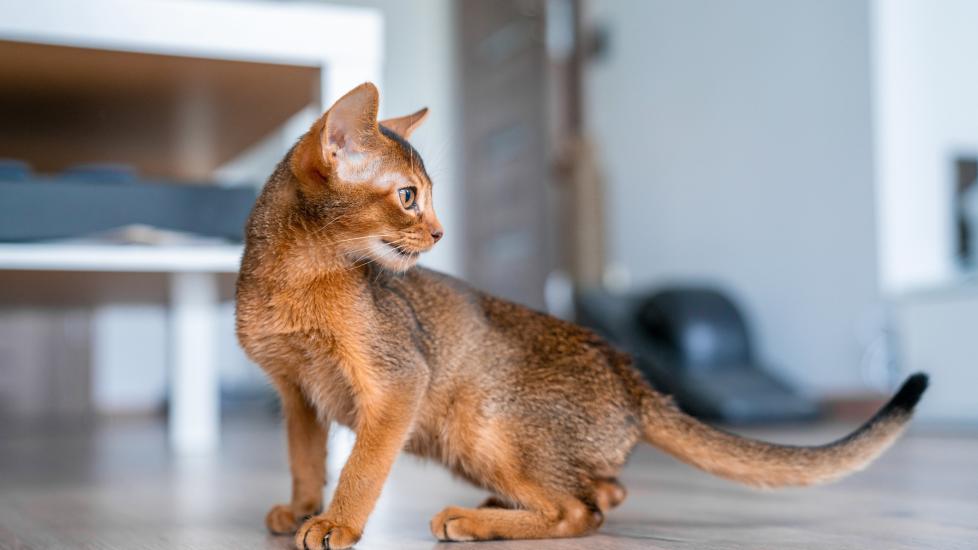 feline hyperesthesia syndrome (twitchy cat syndrome); Abyssinian cats, pictured here, at higher risk of feline hyperesthesia syndrome.
